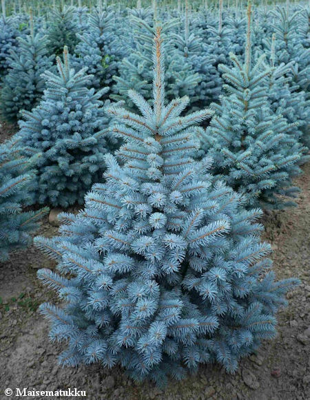 Picea pungens 'Baby Blue', sinikuusi